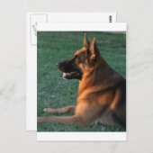 日没のジャーマン・シェパード- "Zamp " ポストカード (正面/裏面)