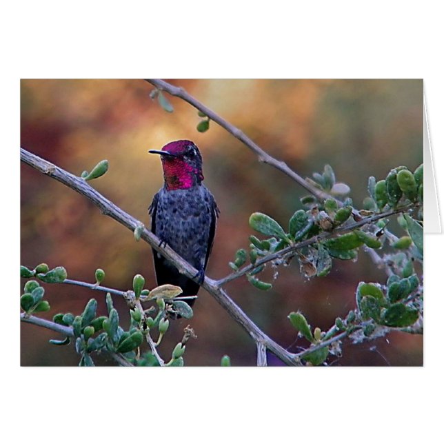 日没のハミングバード (正面横)