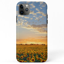 日没のヒマワリ