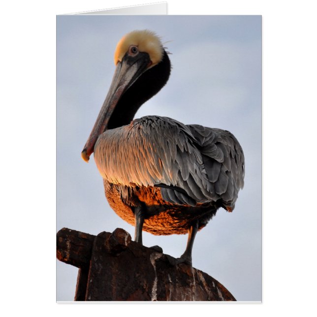 日没のペリカン (正面)