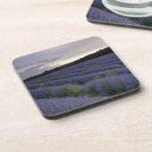 日没のラベンダー分野 コースター (左側)