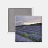 日没のラベンダー畑 マグネット (正面/裏面)