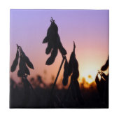 日没の大豆 タイル (正面)