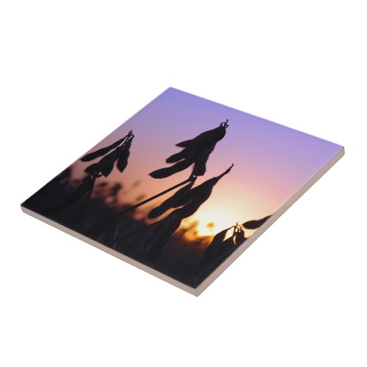 日没の大豆 タイル (側面)