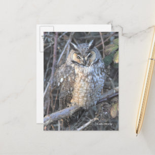 日没の時に長く刈られた美しいフクロウの鳥 ポストカード
