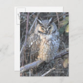日没の時に長く刈られた美しいフクロウの鳥 ポストカード (正面/裏面)