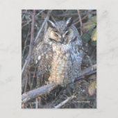 日没の時に長く刈られた美しいフクロウの鳥 ポストカード (正面)