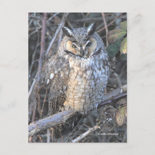 日没の時に長く刈られた美しいフクロウの鳥 ポストカード (正面)
