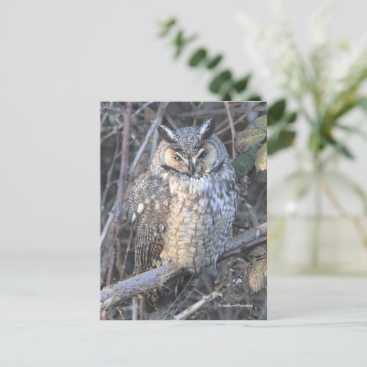 日没の時に長く刈られた美しいフクロウの鳥 ポストカード (スタンド正面)
