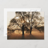 日没の木 ポストカード (正面/裏面)