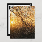日没の枝 ポストカード (正面/裏面)