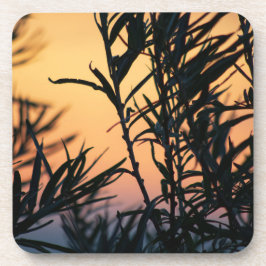 日没の植生 コースター