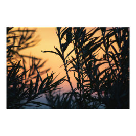 日没の植生 フォトプリント           