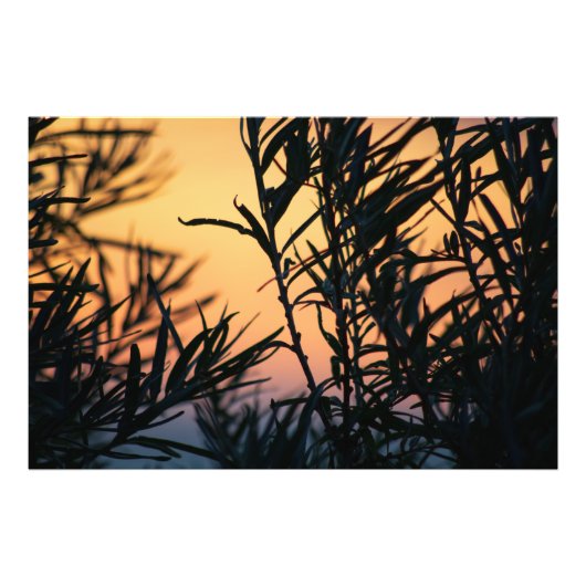 日没の植生 フォトプリント            (正面)