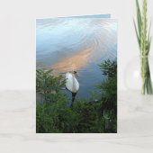 日没の白鳥 カード (正面)