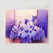 日没の窓に座っている白猫2匹 ポストカード (正面)