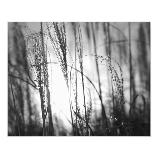日没の背の高い草の黒と白の写真 フォトプリント            (正面)