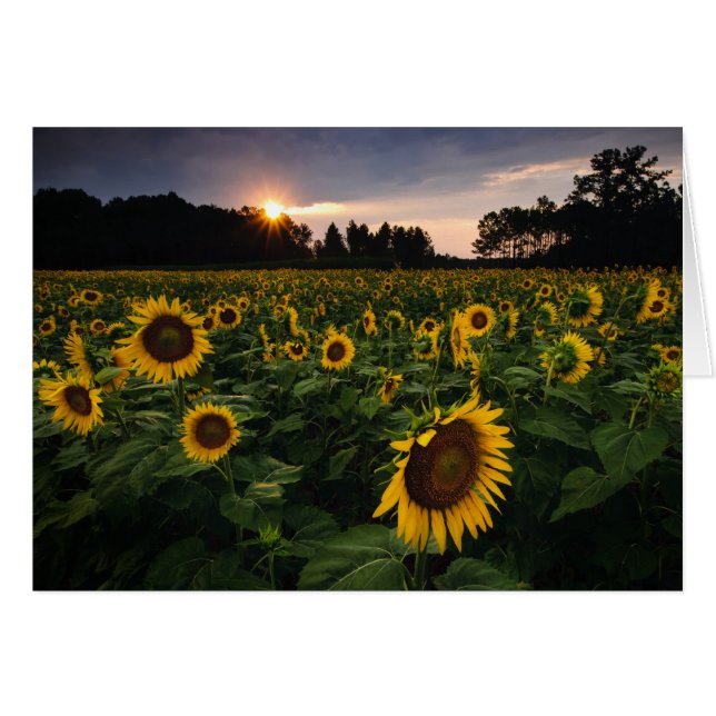 日没の花 (正面横)