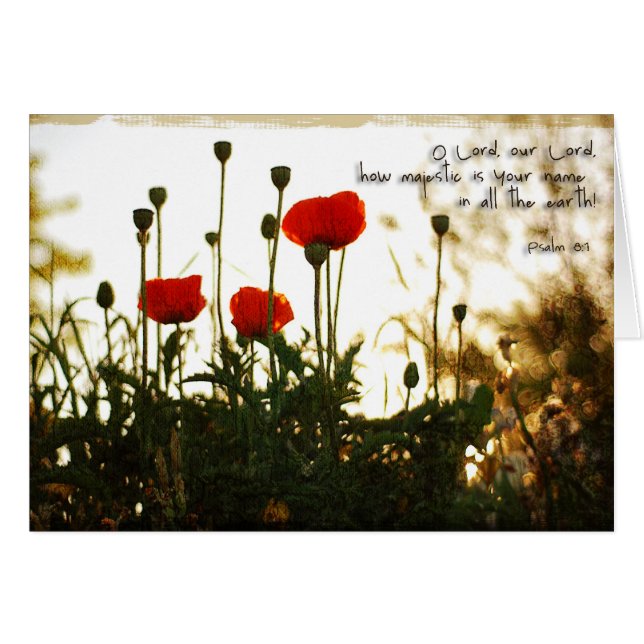 日没の赤いケシ (正面横)