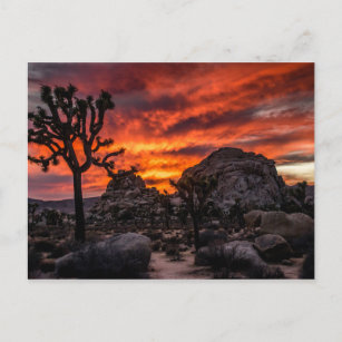 日没の郵便はがきのジョシュアツリーの国立公園 ポストカード