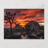 日没の郵便はがきのジョシュアツリーの国立公園 ポストカード (正面)