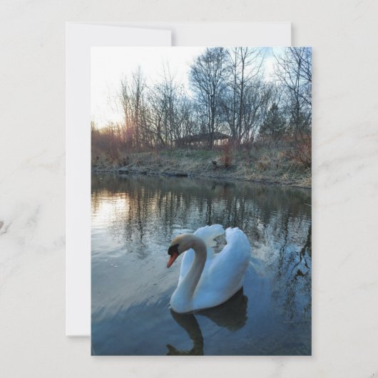 日没の間に湖の白鳥 (正面)