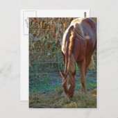 日没の馬 ポストカード (正面/裏面)