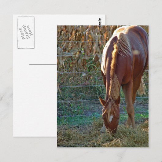 日没の馬 ポストカード (正面/裏面)