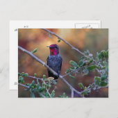 日没ハミングバードはがき ポストカード (正面/裏面)