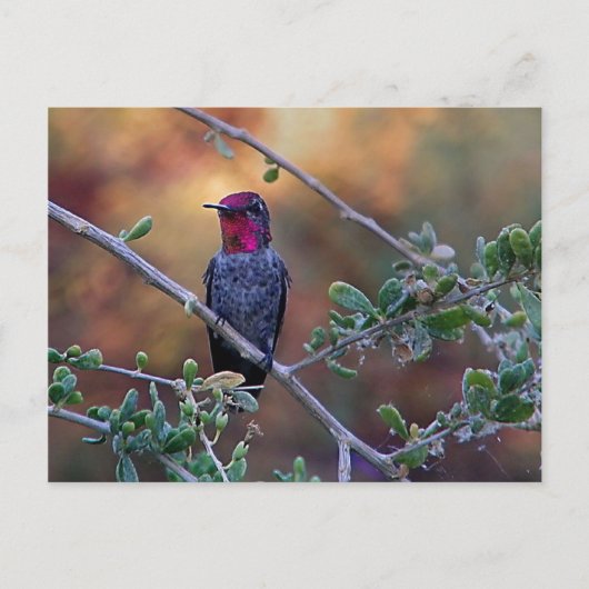 日没ハミングバードはがき ポストカード (正面)