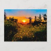 日没バーバンク、カリフォルニアの黄色い野生花 ポストカード (正面)