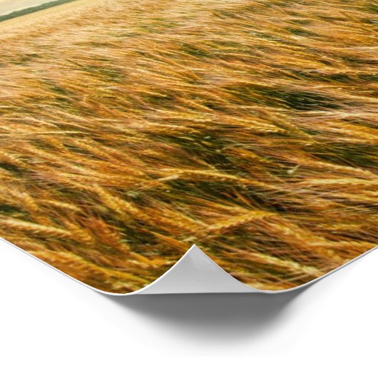 日没時の小麦畑 ポスター (角)