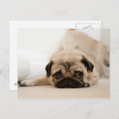 日焼けメスのパグ ポストカード (正面/裏面)