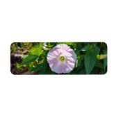 日照の背景 ラベル (正面)