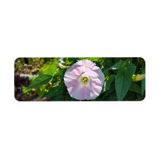 日照の背景 ラベル (正面)