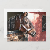 日照りの厩の美しいべイ馬 ポストカード (正面/裏面)