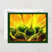 日照りヒマワリ ポストカード (正面/裏面)