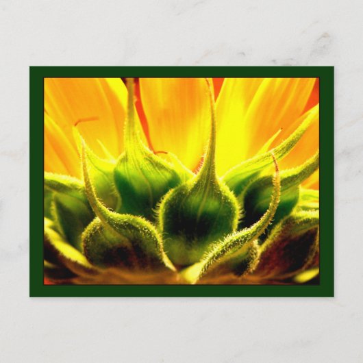 日照りヒマワリ ポストカード (正面)