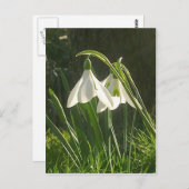 日照り雪はがき ポストカード (正面/裏面)