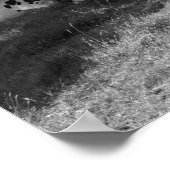 日除けツリーの下の白黒の牛16x20 ポスター (角)
