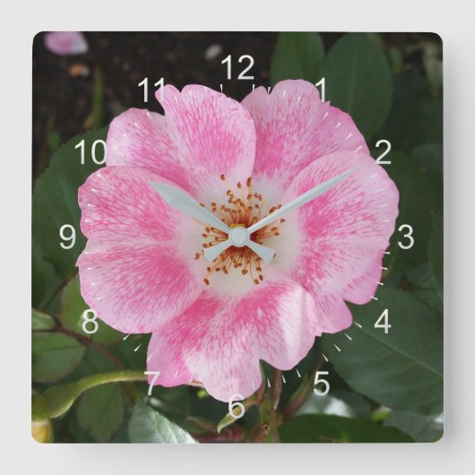 日陰のピンクの花 スクエア壁時計 (正面)