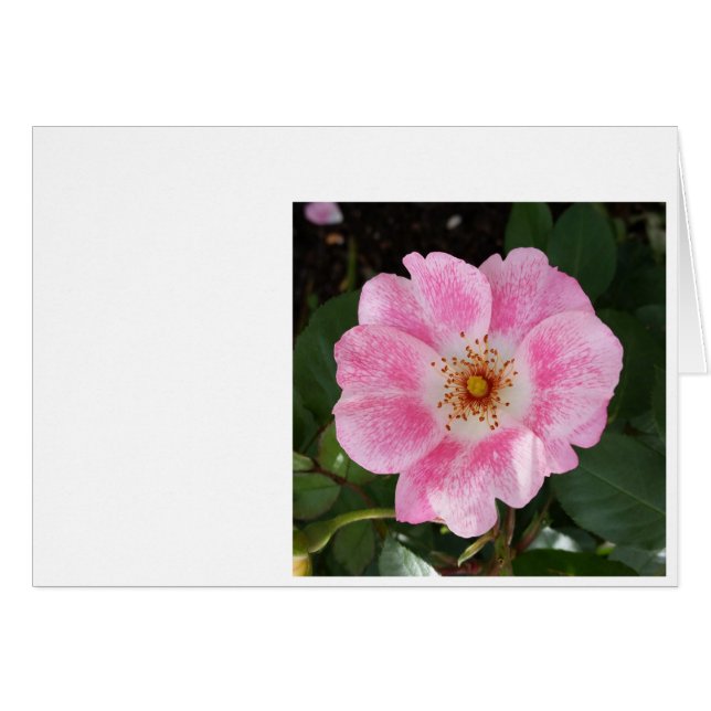 日陰のピンク色の花 (正面横)