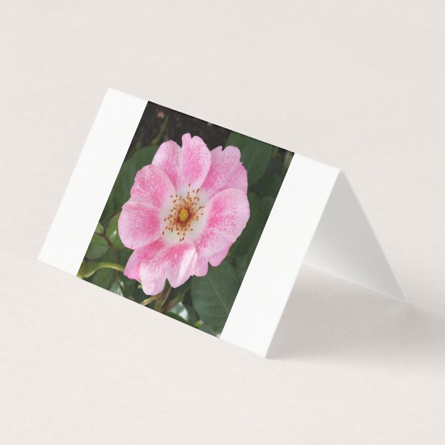 日陰のピンク色の花 (正面)