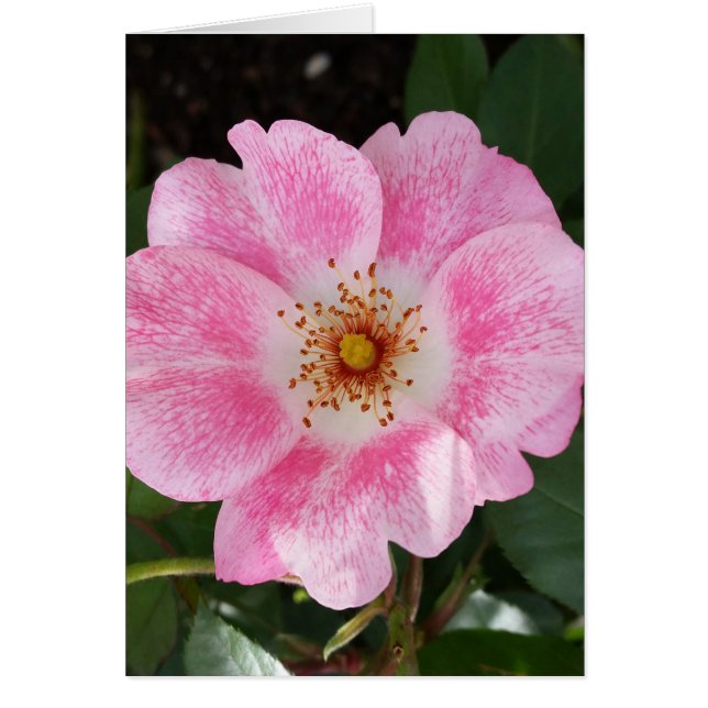 日陰のピンク色の花 (正面)
