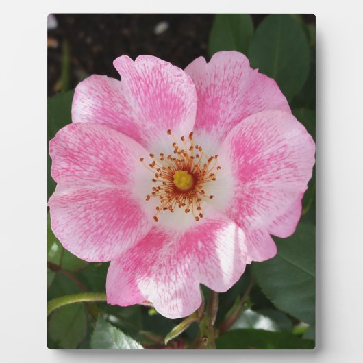 日陰のピンク色の花 フォトプラーク (正面)