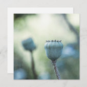 日陰の庭の東洋のケシの芯 (正面/裏面)