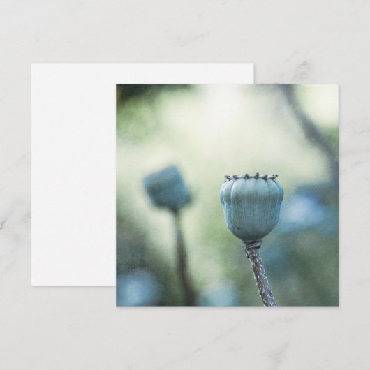 日陰の庭の東洋のケシの芯 (正面/裏面)