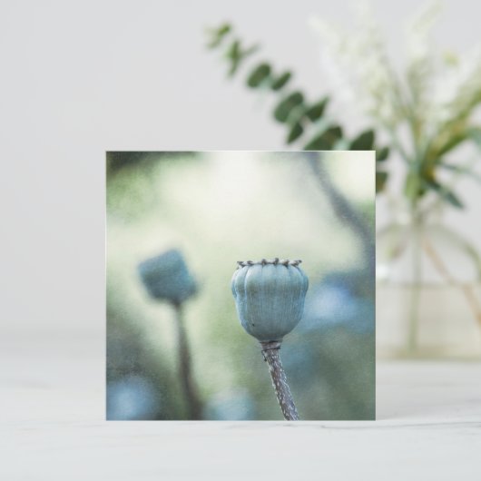 日陰の庭の東洋のケシの芯 (スタンド正面)