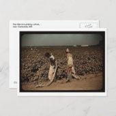 日雇い労働者は、MSクラークスデールの近くで綿花を摘む。 ポストカード (正面/裏面)