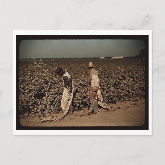 日雇い労働者は、MSクラークスデールの近くで綿花を摘む。 ポストカード (正面)